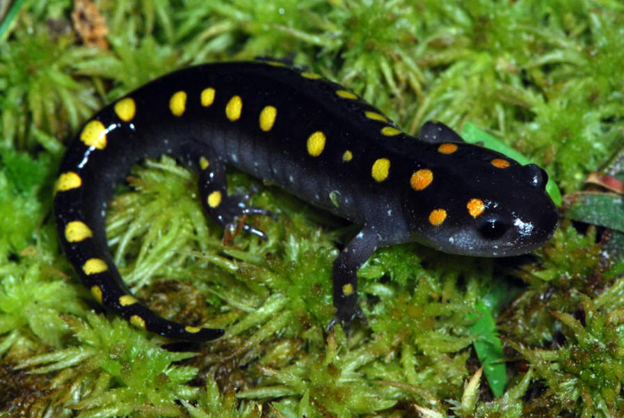 Sciencenter - Spotted Salamander - The Ithaca Voice
