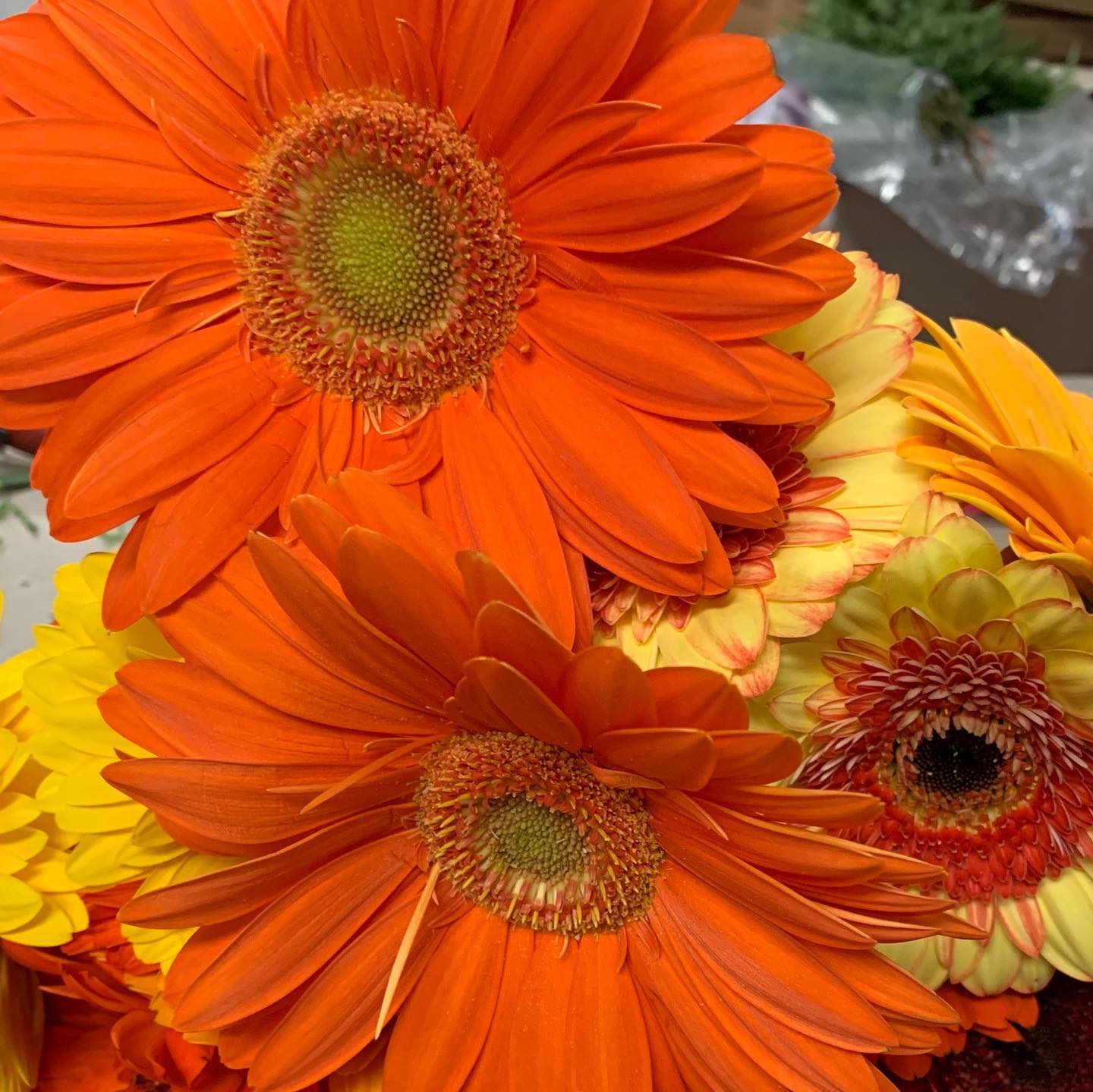 Michaleen’s Florist and Garden Center wants to help celebrate mom with