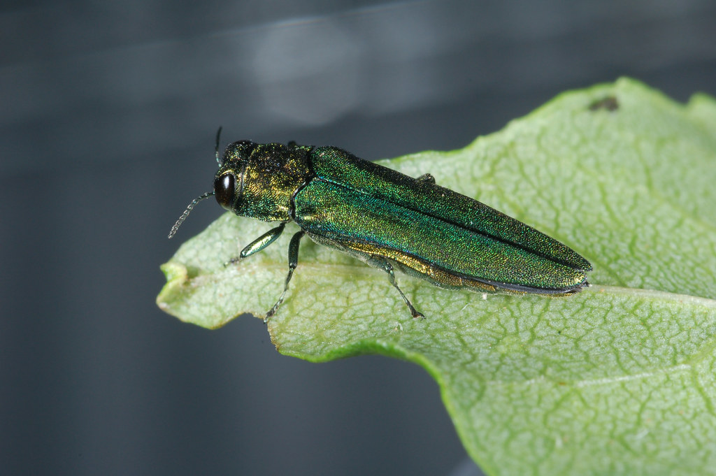 Cornell removing thousands of ash trees infected with invasive insect