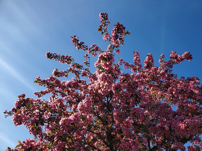 Weather: Starting to feel summery this week - The Ithaca Voice